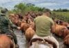 🐄 Refuerzan controles rurales y logran frenar el avance del abigeato
