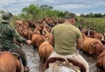 🐄 Refuerzan controles rurales y logran frenar el avance del abigeato