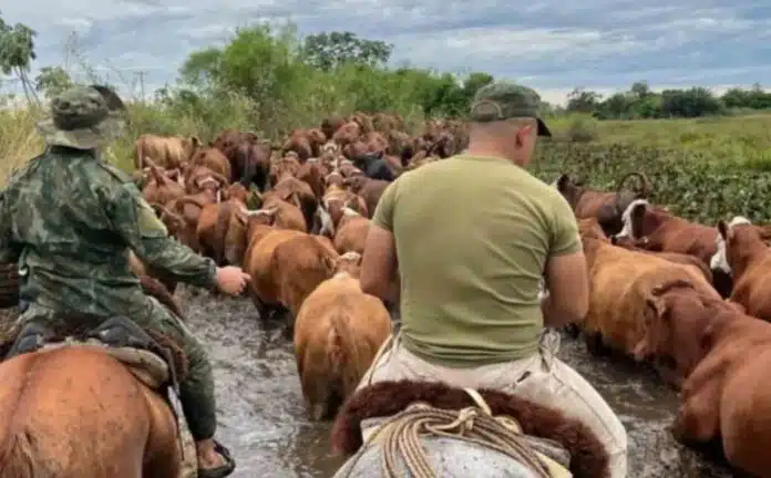 abigeato-inseguridad rural