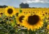 Girasol en Argentina: cómo se comercializa el cultivo que abastece al mundo y domina en tres provincias