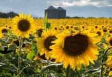 Girasol en Argentina: cómo se comercializa el cultivo que abastece al mundo y domina en tres provincias