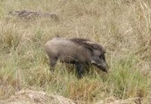 Alerta porcina: Argentina cierra las fronteras a productos desde España para evitar un brote viral