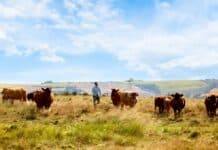 ¿Cuál es la mejor estrategia para una ganadería eficiente y rentable?