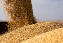 El precio de la soja se mantiene firme y abre una oportunidad para los productores