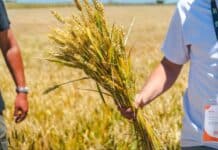 Agrotour, único Crop tour con bandera nacional