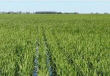 Avanza la siembra de arroz en Entre Ríos y el sorgo reduce su superficie en la campaña 2025/26