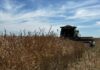 Comenzó la cosecha de brassicáceas en Entre Ríos: colza, camelina y carinata avanzan con demoras por el clima