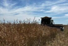 Comenzó la cosecha de brassicáceas en Entre Ríos: colza, camelina y carinata avanzan con demoras por el clima