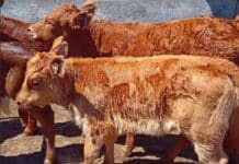 Por qué los criadores del norte eligen la raza Limangus: eficiencia, rusticidad y valor agregado en los rodeos comerciales