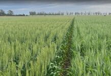 Nidera Semillas realizó una nueva edición de Campo Líder de Trigo en Coronel Bogado