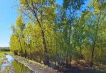 El INTA registró ocho clones puros de sauce criollo, un avance clave para la restauración ambiental y la producción forestal