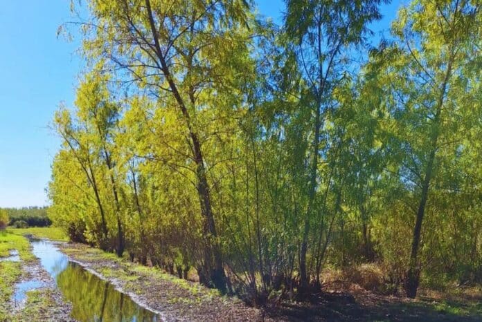 Sauce-Criollo-2-1024x685