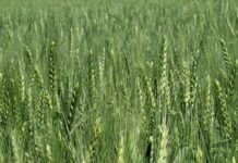 🧪 Alerta científica: un modelo del INTA predice las peores epidemias de Fusarium antes de que ocurran