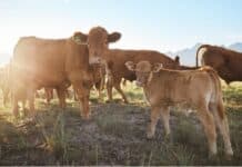 El manejo individual de caravanas maximiza la rentabilidad en el negocio ganadero