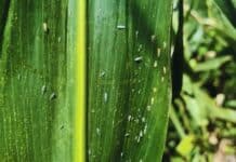🌽 La chicharrita da respiro: el maíz gana terreno y baja la presión de la plaga en casi todo el país