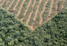 Deforestación en Entre Ríos: se perdieron 58.000 hectáreas de bosques y alertan por el avance de la soja