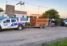 Rastros en el campo y caballos cruzando el río: dos detenidos por presunto abigeato