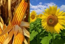 Santa Fe: lluvias frenan labores pero el girasol y el maíz temprano muestran estados “muy buenos a excelentes”