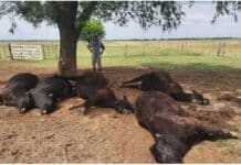 💥 “Un segundo, diez millones de pesos”: un rayo mató a seis animales en un campo