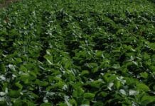 La nutrición inteligente en soja, clave para reducir brechas y mejorar la calidad del grano