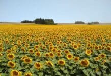 Charla virtual gratuita: “Inversiones agropecuarias: balance y perspectivas”