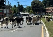 Vuelco en plena ruta: las vacas quedaron sueltas y desataron un verdadero descontrol