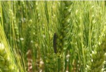 Comenzó la cosecha de trigo en Entre Ríos con rindes iniciales alentadores