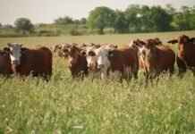 La ganadería invertirá más de US$ 20.300 millones en 2025: cómo se reparte cada dólar del negocio bovino