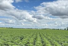 Girasol en Entre Ríos: el 98% de los lotes muestra una condición óptima gracias a las lluvias