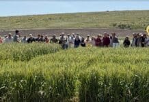 Nidera mostró en Tandil el potencial de su genética y las claves de manejo para maximizar rindes en trigo