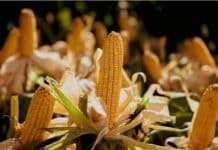 Los productores de maíz apuestan por híbridos versátiles y con toda la genética para diversificar riesgos esta campaña