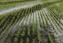 La siembra de arroz en Entre Ríos llega al 94% pero persisten nacimientos desparejos y riesgo de resembrar