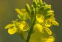 Brassicáceas en Entre Ríos: siembra récord y una producción que saltaría 87% en 2025/26