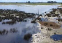 Campos bajo el agua: el temporal dejó más de cinco millones de hectáreas afectadas en Buenos Aires