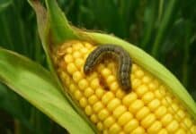 Alertan por ataques tempranos del gusano cogollero en maíces