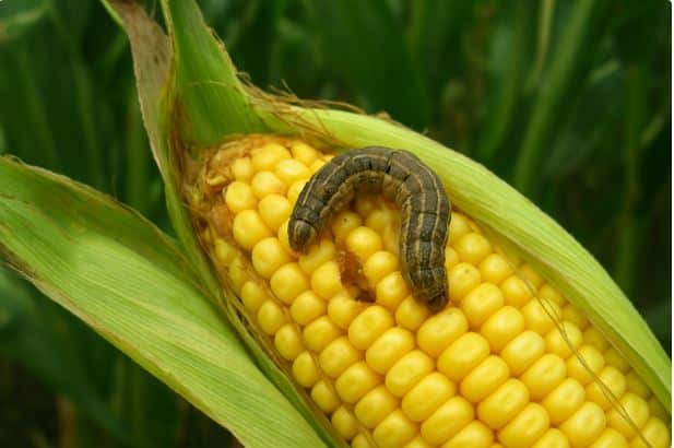 gusano cogollero maíz-IA
