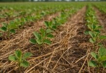 Campaña 2025/26: sin limitantes hídricas, la nutrición es clave para sostener rendimiento y calidad