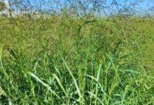 Fertilización combinada potencia el mijo perenne: el INTA logra aumentos de hasta 2000 kilos por hectárea