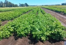 🥔 Revolución en la papa: el INTA crea una variedad que se conserva cuatro meses sin perder calidad