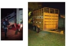 📰 Robo de 45 terneros: recuperan más de la mitad del ganado sustraído gracias al aviso de un vecino