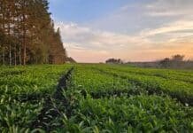 De Misiones al mundo: el primer té argentino con baja huella de carbono