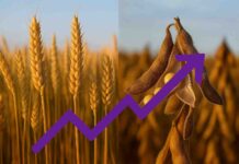 “El maíz pisa fuerte y mueve el mercado: estabilidad en soja y trigo”
