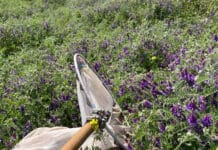 Cultivos de servicios: cómo la vicia, el nabo y la carinata ayudan a controlar plagas y mejorar la biodiversidad