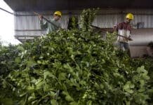 El Gobierno elimina facultades del INYM: cambia el control de la yerba mate en Argentina