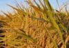Revolución arrocera: dos nuevas variedades del INTA prometen mayor eficiencia y sanidad en el cultivo nacional