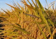 Revolución arrocera: dos nuevas variedades del INTA prometen mayor eficiencia y sanidad en el cultivo nacional