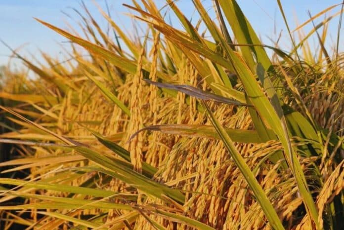 variedad arroz-gentileza INTA