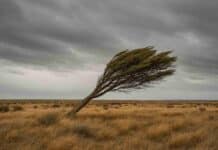 Alerta Meteorológica por vientos fuertes: ráfagas de más de 80 km/h en el extremo sur de la región patagónica