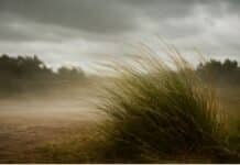 Emiten Alerta Meteorológica por fuertes vientos con ráfagas que podrían llegar a los 75 km/h