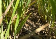 Red de Carbono Aapresid: productores emiten menos GEI que el promedio nacional y consolidan sistemas agrícolas más eficientes